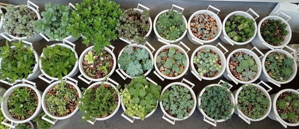 多肉植物 詰め合わせ カット苗