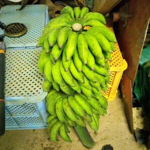 島バナナ2500g