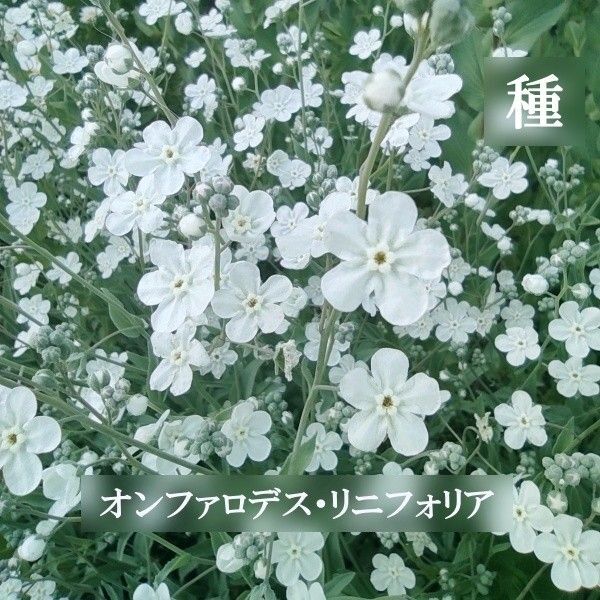 秋まき花の種 オンファロデス・リニフォリア(白花)30粒以上 一年草