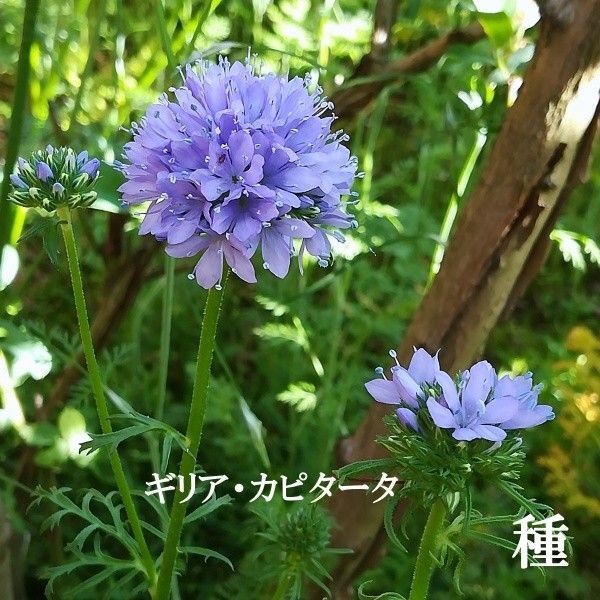 秋まき花の種 ギリア・カピタータ 50粒以上 切り花 一年草