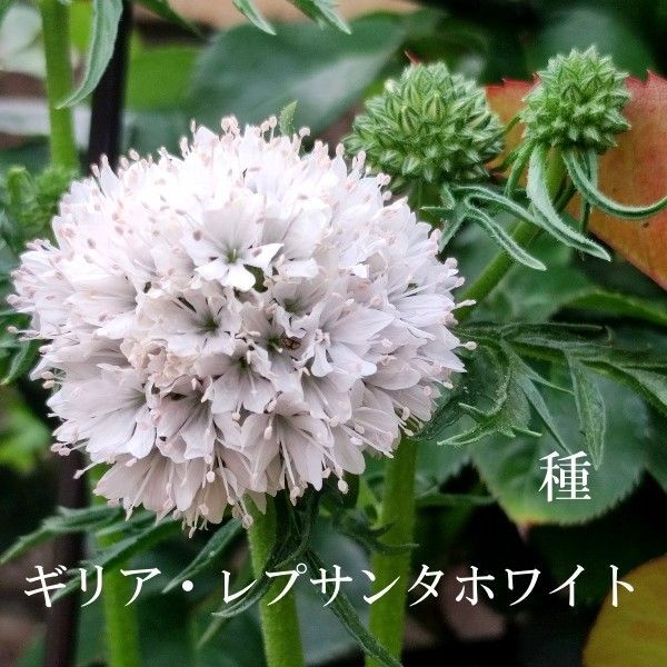 秋まき花の種 ギリア・レプサンタホワイト 50粒以上 切り花 一年草