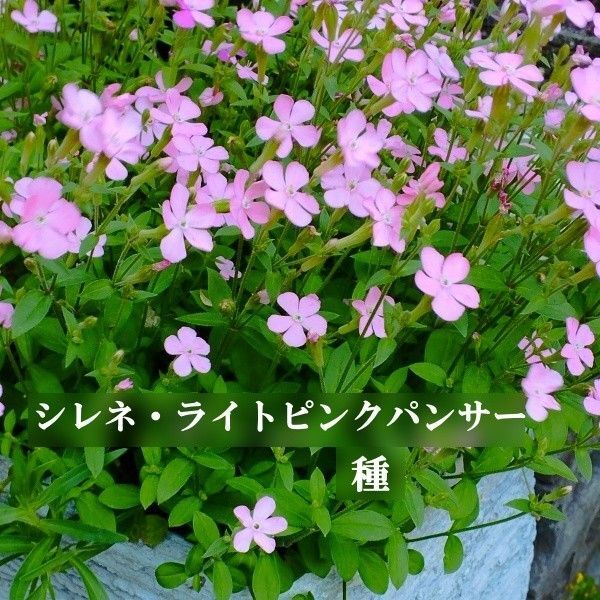 秋まき花の種 シレネ・ライトピンクパンサー 30粒以上 一年草