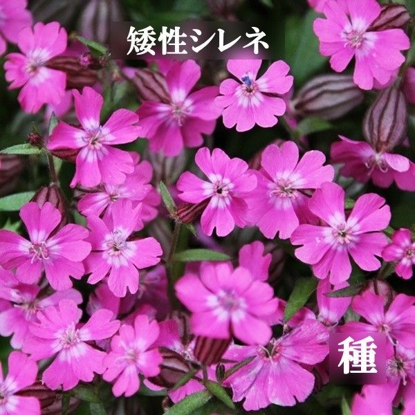 秋まき花の種 矮性シレネ 30粒以上 一年草