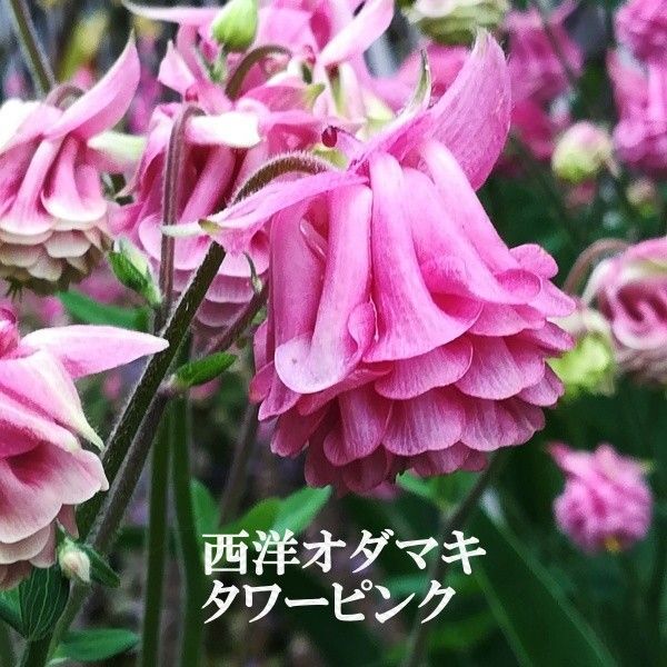 秋まき花の種 西洋オダマキ・タワーピンク30粒以上 多年草/宿根草