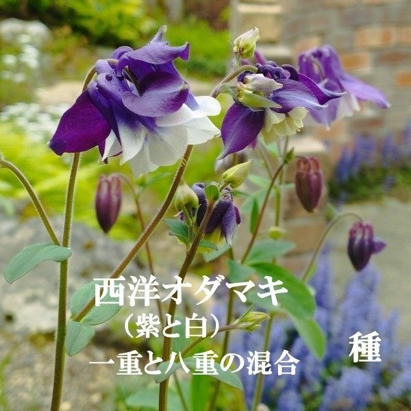 秋まき花の種 西洋オダマキ・紫と白30粒以上(一重咲きと八重咲の混合)
