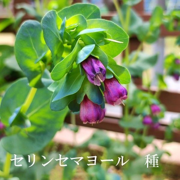 秋まき花の種 セリンセマヨール15粒以上 一年草 カラーリーフ 切り花