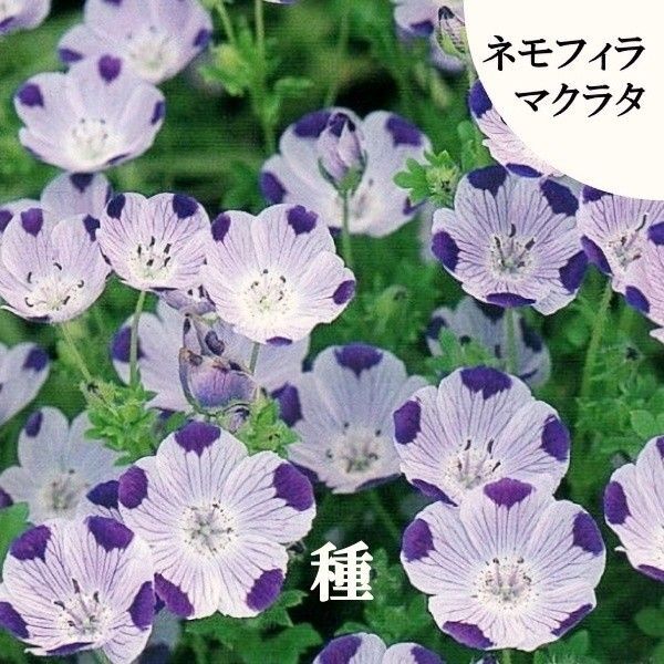 秋まき花の種 ネモフィラ・マクラタ 50粒以上 一年草