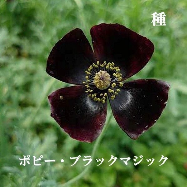 秋まき花の種 希少ポピー・ブラックマジック 100粒以上 一年草