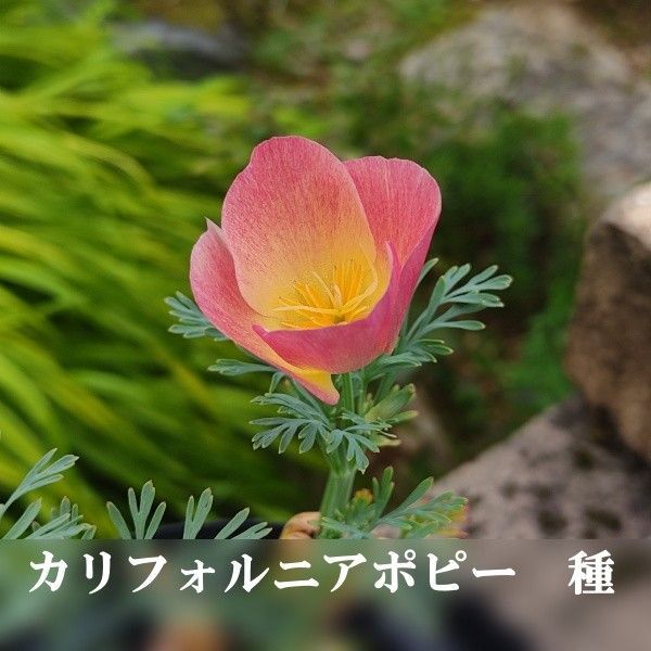 秋まき花の種 カリフォルニアポピー(ハナビシソウ) 30粒以上 一年草
