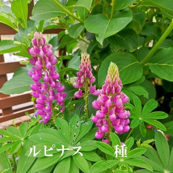秋まき花の種 ルピナス混合 20粒以上 多年草/一年草扱い