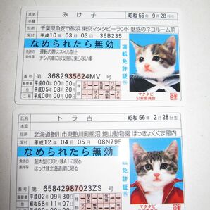 【なめ猫 免許証風 ブロマイド ミケ子 トラ吉】なめんなよ猫 なめねこ 癒やし 猫 かわいい 可愛い ネコ キャラクター トレカ