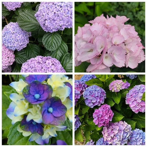 紫陽花 挿し穂