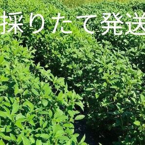 モロヘイヤ