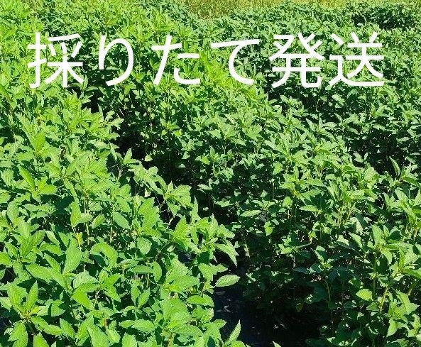 モロヘイヤ