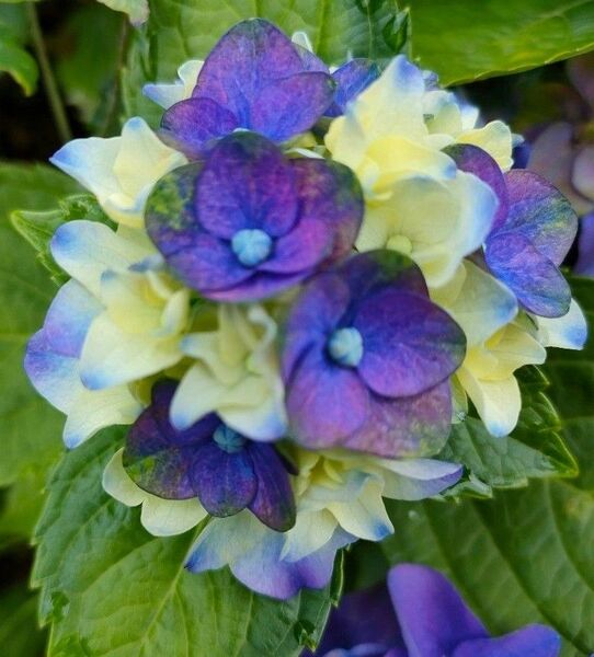 紫陽花 挿し穂