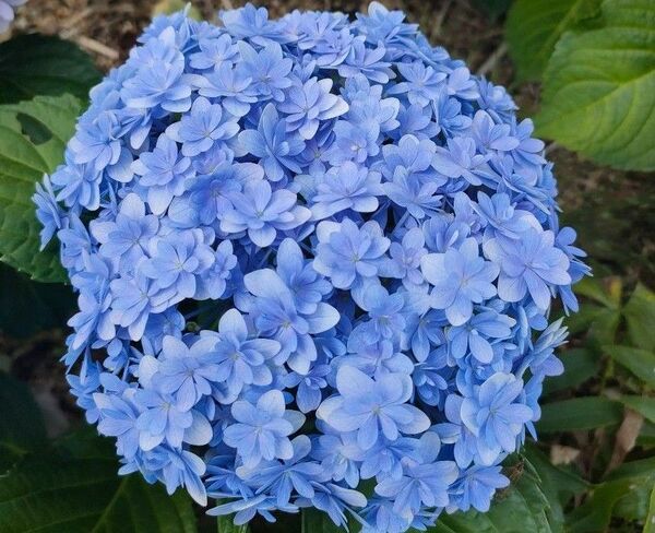 紫陽花 挿し穂