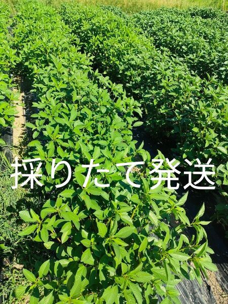 モロヘイヤ