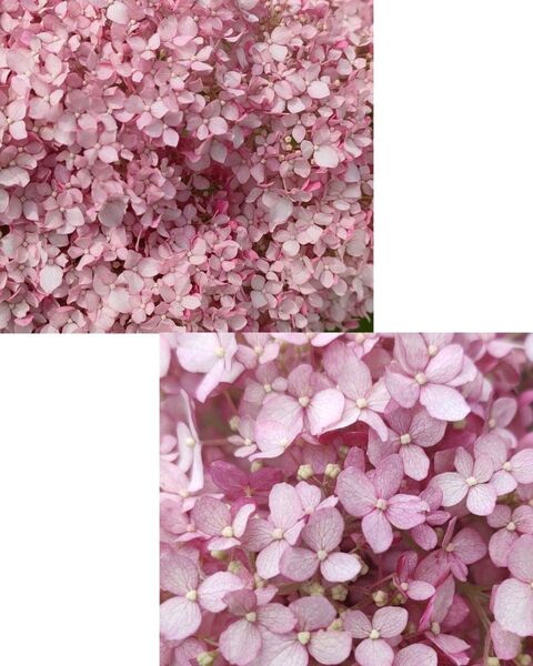 紫陽花 アナベル 挿し穂