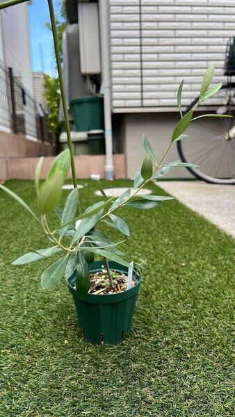 希少品種 オリーブ カロレア 4号