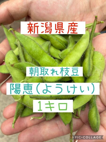 新潟県産 朝採れ 枝豆 陽恵 1キロ 即購入OK!