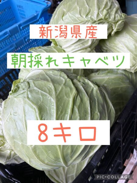 新潟県産 朝採れ キャベツ 8キロ 即購入OK!