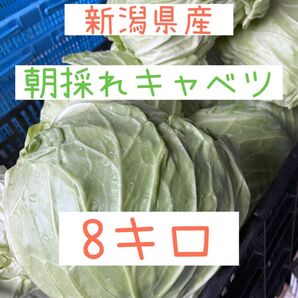 新潟県産 朝採れ キャベツ 8キロ 即購入OK!