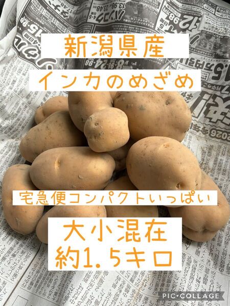 新潟県産 インカのめざめ じゃがいも 約1.5キロ 即購入OK!