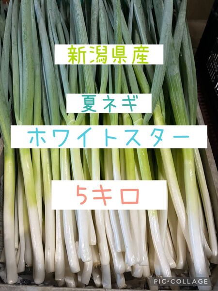 新潟県産 長ネギ 夏ネギ ホワイトスター 5キロ 太さバラバラ 即購入OK!
