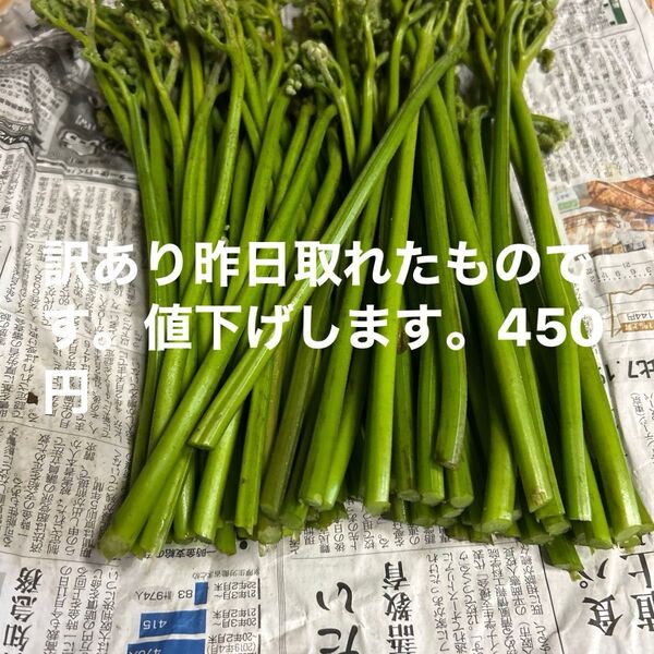 青森産天然、蕨今日朝とれたものになります。700グラムあります。よろしくお願いします。んに