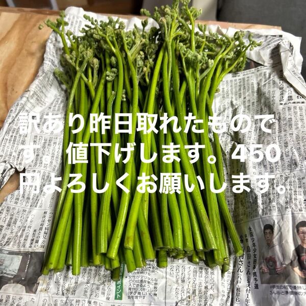青森産天然蕨今日は朝取れたものになります。700グラムあります。よろしくお願いします。