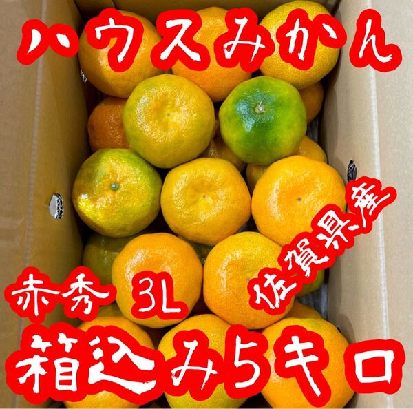 佐賀県産 甘くて美味しい!! ハウスみかん!! 赤秀品(1級品) 3Lサイズ 箱込み5キロ!!