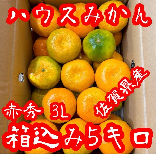 佐賀県産 甘くて美味しい!! ハウスみかん!! 赤秀品(1級品) 3Lサイズ 箱込み5キロ!!