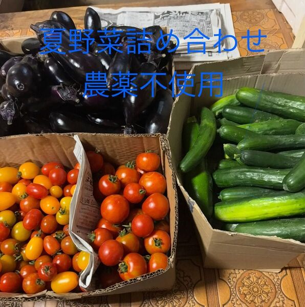 無農薬野菜詰め合わせ (60サイズ)