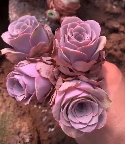 SALE 多肉植物 グリーノビア パープルローズ 抜き苗3-4cm 4株セット