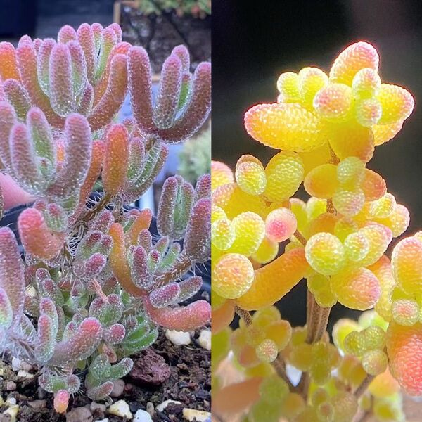 多肉植物 ドロサンテマム キラキラ 2点セット カット12本