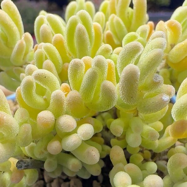 レア 多肉植物 ドロサンテマム キラキラ レモンイエロー 抜き苗 1株