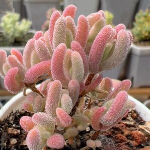 レア 多肉植物 ドロサンテマム キラキラ Orange leaf錦 抜き苗 1株