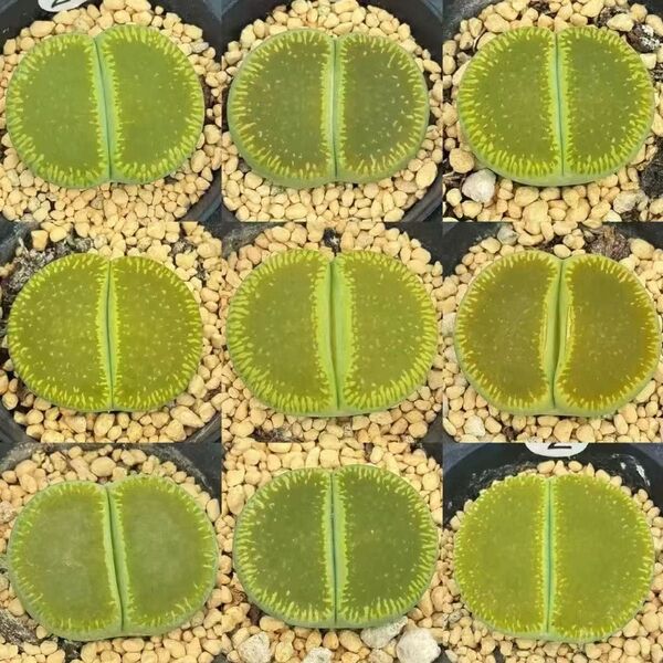 多肉植物 リトープス 緑光陽玉c48a 美窓 1.7cm 大玉 抜き苗 2株セット
