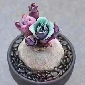 多肉植物 塊根 ユーフォルビア 薔薇大戟 3cm 1株