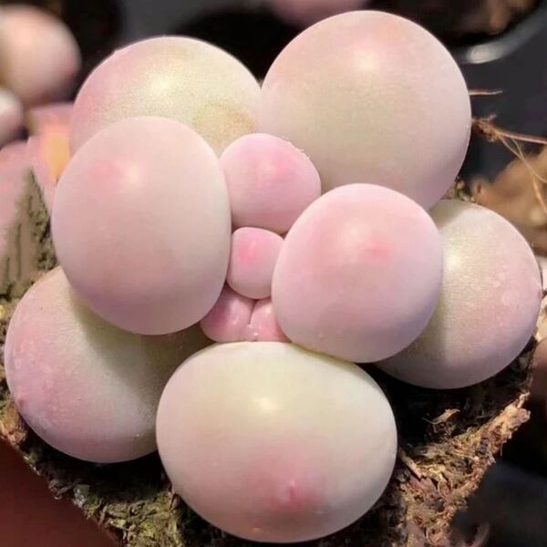 多肉植物 ぷくぷく 団子チーズ 葉挿し 50点