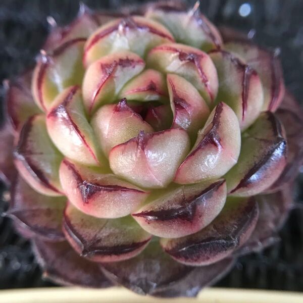多肉植物 エケベリア チョコフラペチーノ 4-5cm 抜き苗 1株