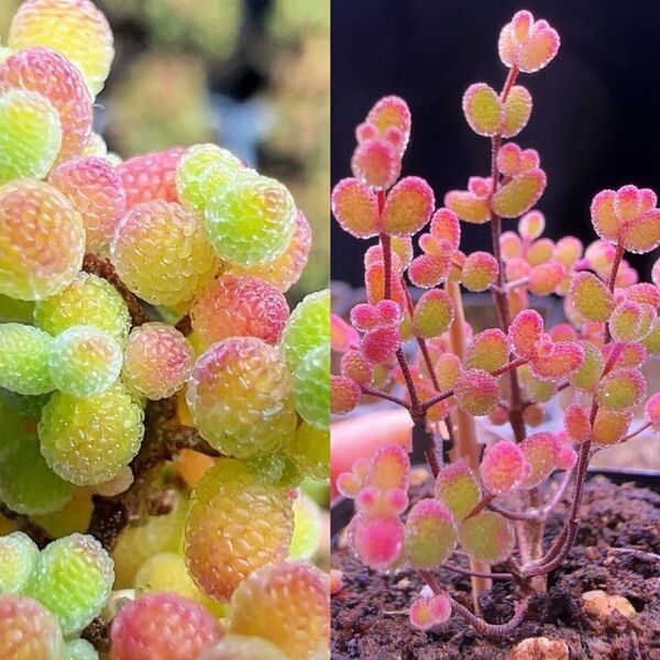 多肉植物 ドロサンテマム キラキラ 2点セット カット12本