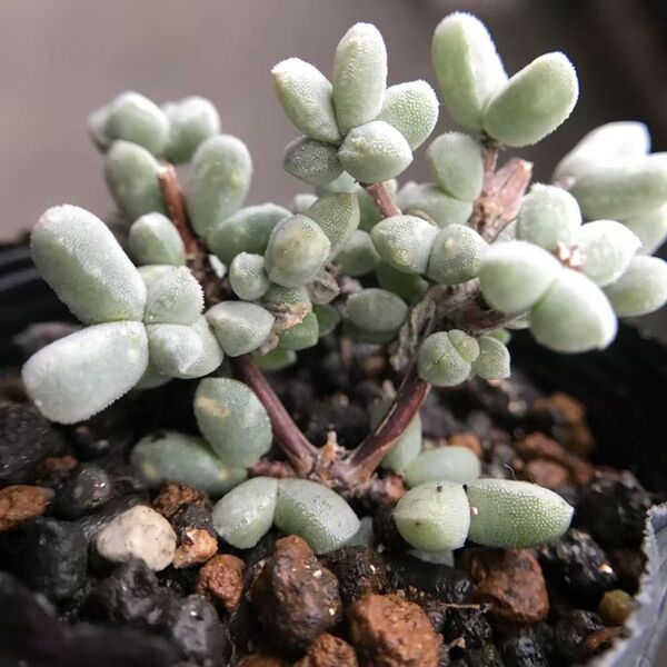 多肉植物 ドロサンテマム subalbum Grootgraaf 抜き苗 1株