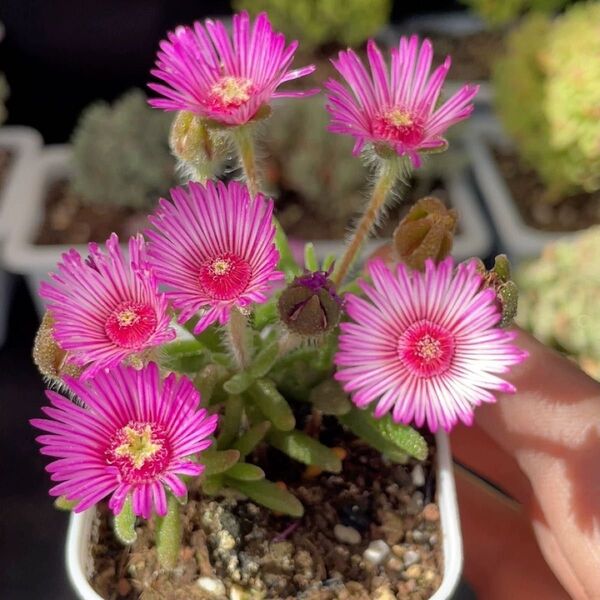 新入荷 多肉植物 ドロサンテマム キラキラ ストリアツム 抜き苗 1株