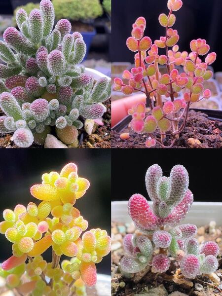 SALE 多肉植物 ドロサンテマム キラキラ 4点セット カット12本