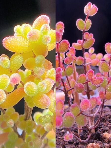 多肉植物 ドロサンテマム キラキラ 2点セット カット12本
