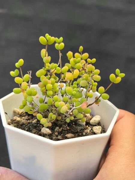 多肉植物 ドロサンテマム 丸くてコロコロ 米粒 小苗 抜き苗 1株