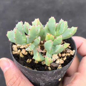 新入荷 多肉植物 ドロサンテマム 琴爪菊 抜き苗 1株