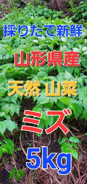 山形県産 山菜 ミズ 5kg