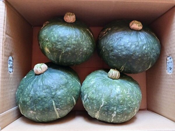 栗かぼちゃ 山形県産 3~4玉入 約5kg(箱抜き)